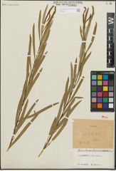 Foto von Salix linearistipularis K. S. Hao
